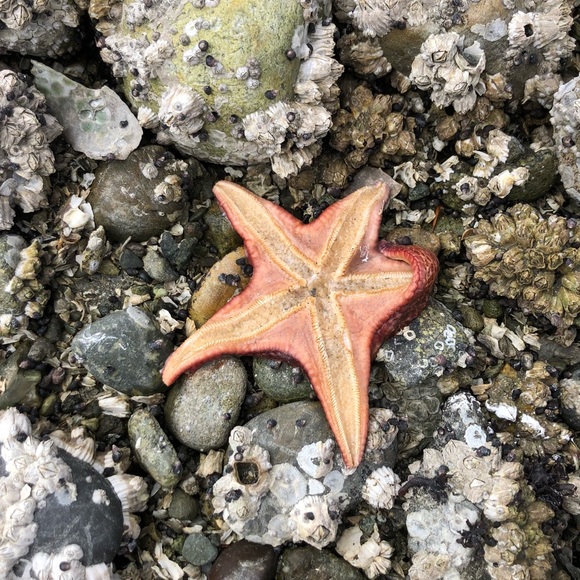 Meet your Posher, Inna - Picture 1 of 1